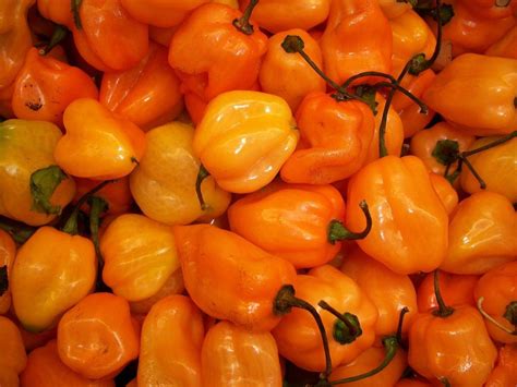 are habaneros available in china